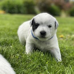 Australian Cattle Dog Puppies from Foxglove Field Farm