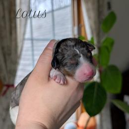 Lotus - Blue merle female Aussiedoodle puppy in Meadville, Pennsylvania from Doodle Paws Pups