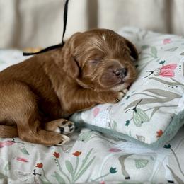Black - Red  male Goldendoodle puppy in Hesperia, Michigan from Red Acres Poodles & Doodles