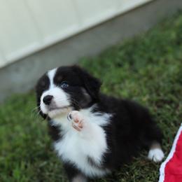 Ollie - Black tri-color male Australian Shepherd puppy in Bagley, Iowa from Diamond M Aussies