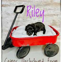 Riley - Brindle female Dachshund puppy in Cincinnati, Ohio from Caines Dachshund Farm