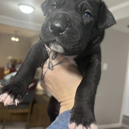 Draco - Black Great Dane puppy in Richmond, Texas from Ashli’s Great Danes