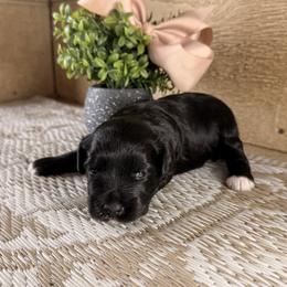 Miniature Schnauzer Puppies from Creek Ranch Kennels
