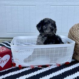 "Tiana" Goldendoodle Puppies from Sweetgrass Goldendoodles of Moncks Corner