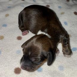 AKC female 5 - Wild  boar and tan female Dachshund puppy in Knoxville, Tennessee from Thea's Puppies