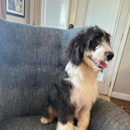 Boy 1 - Black and white male Bernedoodle puppy in Arabi, Georgia from Huckadoodle Farm