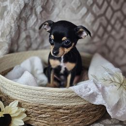 Hazel - Black and tan female Chihuahua puppy in Decatur, Illinois from We R Puppies