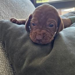 Green collar - Golden rust male Vizsla puppy in Bruce Twp, Michigan from Stoney Creek's Vizslas