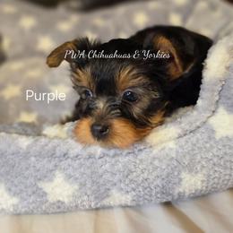 Purple - Black and tan male Yorkshire Terrier puppy in Laredo, Texas from PWA Chihuahuas & Yorkies