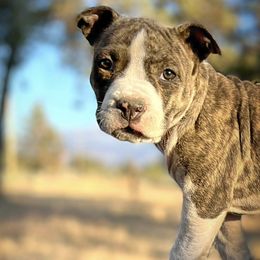 American Staffordshire Terriers from Intermountain American Staffordshire Terriers