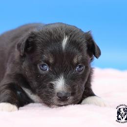 Crush - Black tri female Miniature Australian Shepherd puppy in Weeki Wachee, Florida from Arlington's Mini Aussies