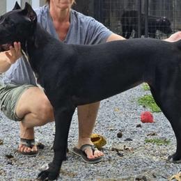 Caliber's Scarlett - Black Cane Corso puppy in Mount Sterling, Kentucky from Caliber Cane Corso