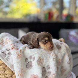 Brownie - Chocolate and cream female Dachshund puppy in Greenville, North Carolina from The Gorman Farms
