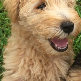 Lakeland Terrier Puppies from Well-Red Lakeland Terriers
