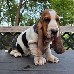 Yarely - Black white and brown female Basset Hound puppy in Denison, Texas from Emma Lou's Baby Bassets