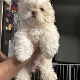 Shih Tzu Puppies from The Townsend Tzu