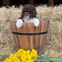 Daisy - Chocolate female Cavapoo puppy in Bozrah, Connecticut from Cedar Creek Farm