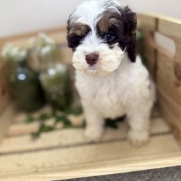 Magnolia - Brown white and tan female Cockapoo puppy in Orem, Utah from Paradise Cockers