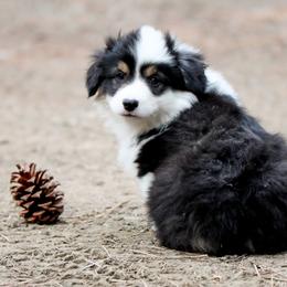 American Corgi, Cardigan Welsh Corgi, and Pembroke Welsh Corgi Puppies from Diamond Corgis