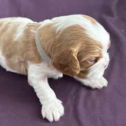 Gray collar - Blenheim female Cavalier King Charles Spaniel puppy in Orland, Indiana from Place's Cavalier puppies.