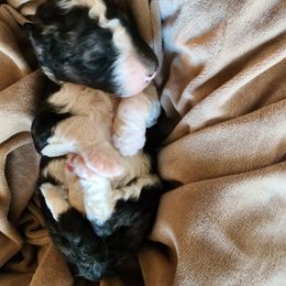 Olive - Sable Aussiedoodle puppy in Vernal, Utah from Adorable Aussiedoodles