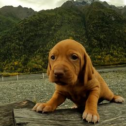 Too young2 - Golden rust female Vizsla puppy in Palmer, Alaska from Parker Ranch