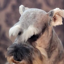 Nebraska - Miniature Schnauzer