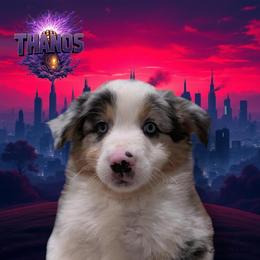 THANOS - Blue Merle Male - Blue merle male Australian Shepherd puppy in Gainesville, Texas from Lady Luck Aussies