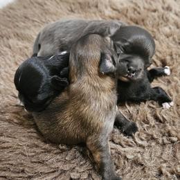 Chihuahua puppies from Chihuahua Long Coats