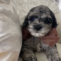 Ink - Merle male Cockapoo puppy in Tampa, Florida from Designer Puppy Boutique