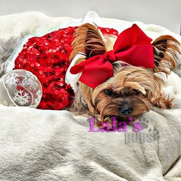 PINKY - Yorkshire Terrier
