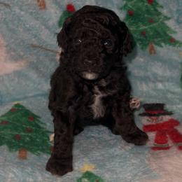 Hot Pink - Black female Poodle puppy in Macon, Georgia from Mystic Mini Poodles
