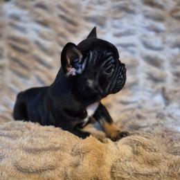 Q Ball - Black and tan male French Bulldog puppy in Alexander City, Alabama from Lake Martin Fancy Frenchies
