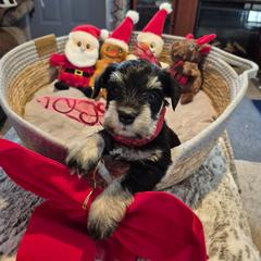 Lucy - Black and silver female Miniature Schnauzer puppy in Fountain City, Indiana from Bearded Dynasty Schnauzers