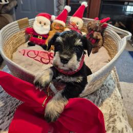 Lucy - Black and silver female Miniature Schnauzer puppy in Fountain City, Indiana from Bearded Dynasty Schnauzers