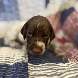 Peppermint- Patty - Liver and white female German Shorthaired Pointer puppy in Story, Wyoming from Piney Island Kennel- AKC GSPs