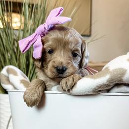 Salsa (Purple Girl) - Red female Cavapoo puppy in Pleasant Grove, Utah from Destination Doodles