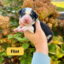 Flint - Tri-color male Bernedoodle puppy in Midland, Michigan from Northern Charm Farm