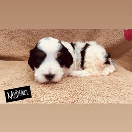Kaydance - Tri-color female Bernedoodle puppy in Sandy, Oregon from MC Doodles