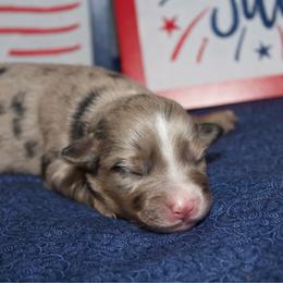 Liberty - Blue merle female Miniature Australian Shepherd puppy in Kissee Mills, Missouri from Clinkenbeard Kennel