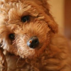 Australian Labradoodles from Heartland Australian Labradoodles
