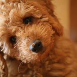 Australian Labradoodles from Heartland Australian Labradoodles