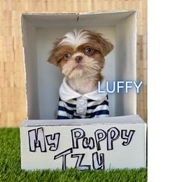 Luffy - Liver and white male Shih Tzu puppy in San Tan Valley, Arizona from My Puppy Tzu