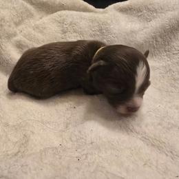 Higanbana - Red & white female Toy Australian Shepherd puppy in Arlington, Texas from CopperHead Aussies