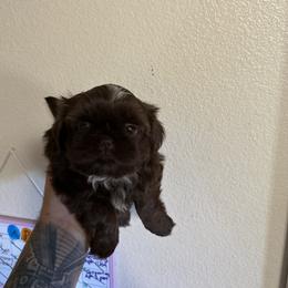 Daisy - Chocolate female Shih Tzu puppy in Live Oak, California from Irma's Shih Tzus