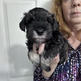 Blue collar male - Black and silver male Miniature Schnauzer puppy in La Fayette, Georgia from Daniels Mini Schnauzers