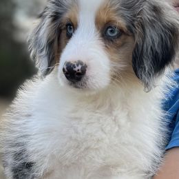 Aussiedoodle Puppies from Hearth&Hound Doodles