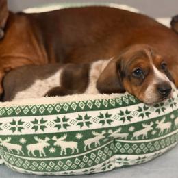 Snickerdoodle (CKC reg.) - Piebald male Dachshund puppy in Whitehouse, Texas from Daschund Pups