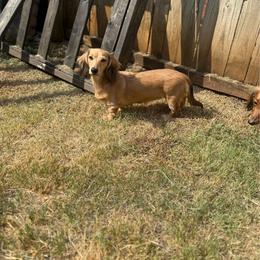 Honey - Dachshund