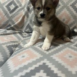 Boy 5 - Tri-color male Pomsky puppy in Harpers Ferry, West Virginia from Brandie Kelley